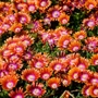 Kép 2/2 - Delosperma 'Jewel of Desert Sunstone' / Délvirág, kristályvirág