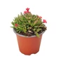 Kép 1/2 - Delosperma 'Jewel of Desert Sunstone' / Délvirág, kristályvirág
