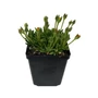 Kép 1/2 - Delosperma hybrida 'Wheels of Wonder' / Délvirág, kristályvirág