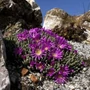 Kép 2/2 - Delosperma spalmanthoides / Délvirág, kristályvirág