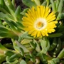 Kép 2/2 - Delosperma hybrida 'Wheels of Wonder' / Délvirág, kristályvirág