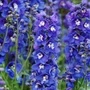 Kép 2/2 - Delphinium 'Delphinity Blue' / Évelő szarkaláb