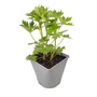 Kép 1/2 - Delphinium 'Highlander Moonlight' / Évelő szarkaláb