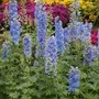 Kép 2/2 - Delphinium 'Magic Fountain Blue' / Évelő szarkaláb