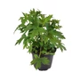 Kép 1/2 - Delphinium 'Delphinity Blue' / Évelő szarkaláb