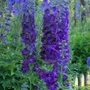 Kép 2/2 - Delphinium x cultorum 'Dark Blue with Black Bee' / Évelő szarkaláb