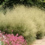 Kép 2/2 - Deschampsia cespitosa 'Goldtau' / Gyepes sédbúza
