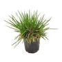 Kép 1/2 - Deschampsia cespitosa 'Goldtau' / Gyepes sédbúza