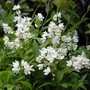 Kép 2/2 - Deutzia gracilis / Karcsú gyöngyvirágcserje