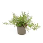 Kép 1/2 - Deutzia gracilis / Karcsú gyöngyvirágcserje