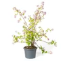 Kép 1/3 - Deutzia x hybrida 'Tourbillon Rouge' / Sötétrózsaszín virágszínű gyöngyvirágcserje