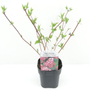 Kép 1/3 - Deutzia x hybrida 'Strawberry Fields' / Rózsaszín gyöngyvirágcserje