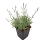 Kép 1/2 - Dianthus gratianopolitanus 'Blauigel' / Pünkösdi szegfű