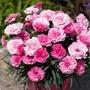 Kép 2/2 - Dianthus caryophyllus 'I Love U' / Kerti szegfű, balkon szegfű