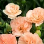 Kép 2/2 - Dianthus caryophyllus 'Super Trouper Sorbet' / Kerti szegfű, balkon szegfű