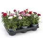 Kép 2/2 - Dianthus caryophyllus mix / Kerti szegfű vegyes színekben