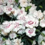 Kép 2/2 - Dianthus caryophyllus 'White + Eye' / Kerti szegfű, balkon szegfű