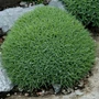 Kép 2/3 - Dianthus erinaceus / Sündisznó szegfű