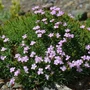 Kép 3/3 - Dianthus erinaceus / Sündisznó szegfű