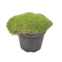 Kép 1/3 - Dianthus erinaceus / Sündisznó szegfű