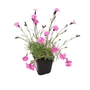 Kép 1/2 - Dianthus gratianopolitanus 'Eydangeri' / Pünkösdi szegfű