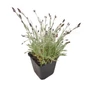 Kép 1/2 - Dianthus gratianopolitanus 'Feuerhexe' / Pünkösdi szegfű
