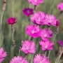 Kép 2/2 - Dianthus gratianopolitanus 'Feuerhexe' / Pünkösdi szegfű