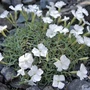 Kép 2/2 - Dianthus gratianopolitanus 'La Bourboule Alba' / Pünkösdi szegfű