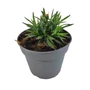 Kép 1/2 - Dianthus caryophyllus 'White + Eye' / Kerti szegfű, balkon szegfű