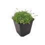 Kép 1/2 - Dianthus gratianopolitanus 'La Bourboule Alba' / Pünkösdi szegfű