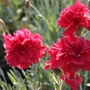 Kép 2/2 - Dianthus plumarius 'Heidi' / Tollas szegfű