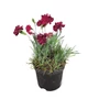 Kép 1/2 - Dianthus plumarius 'Heidi' / Tollas szegfű