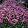 Kép 2/2 - Dianthus plumarius 'Pink Kisses' / Rózsaszín évelő szegfű