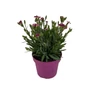 Kép 1/2 - Dianthus plumarius 'Pink Kisses' / Rózsaszín évelő szegfű