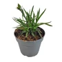 Kép 1/2 - Dianthus caryophyllus 'Super Trouper Sorbet' / Kerti szegfű, balkon szegfű