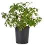Kép 1/2 - Dicentra spectabilis 'Alba' / Fehér virágú nagy szívvirág