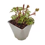 Kép 1/2 - Dicentra spectabilis / Nagy szívvirág
