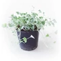 Kép 1/2 - Dichondra argentea / Ezüstös pázsitszulák