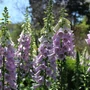 Kép 2/2 - Digitalis purpurea 'Virtuoso Lavender' / Gyűszűvirág
