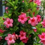Kép 2/2 - Dipladenia sp. / Rózsaszín virágú tölcsérjázmin