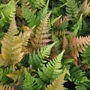Kép 2/2 - Dryopteris erythrosora / Vörösfátyol páfrány