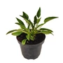 Kép 1/2 - Echinacea purpurea 'Alba' / Fehér virágú kasvirág