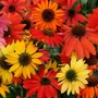 Kép 3/3 - Echinacea 'Cheyenne Spirit' / Bíbor kasvirág mix