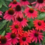 Kép 2/2 - Echinacea purpurea 'Lakota Red' / Bíbor kasvirág