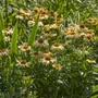 Kép 2/2 - Echinacea 'Peace' / Kasvirág