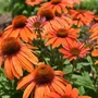 Kép 2/2 - Echinacea 'PollyNation Orange Red' / Narancspiros virágú kasvirág