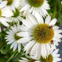 Kép 2/2 - Echinacea purpurea 'Prairie Splendor Compact White' / Fehér virágú kasvirág
