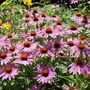 Kép 2/2 - Echinacea purpurea 'Prairie Splendor Dark Rose' / Bíbor kasvirág