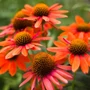 Kép 2/2 - Echinacea purpurea 'Prairie Splendor Orange' / Narancssárga bíbor kasvirág