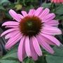 Kép 2/2 - Echinacea purpurea 'Prairie Splendor Rose' / Rózsaszín virágú kasvirág
